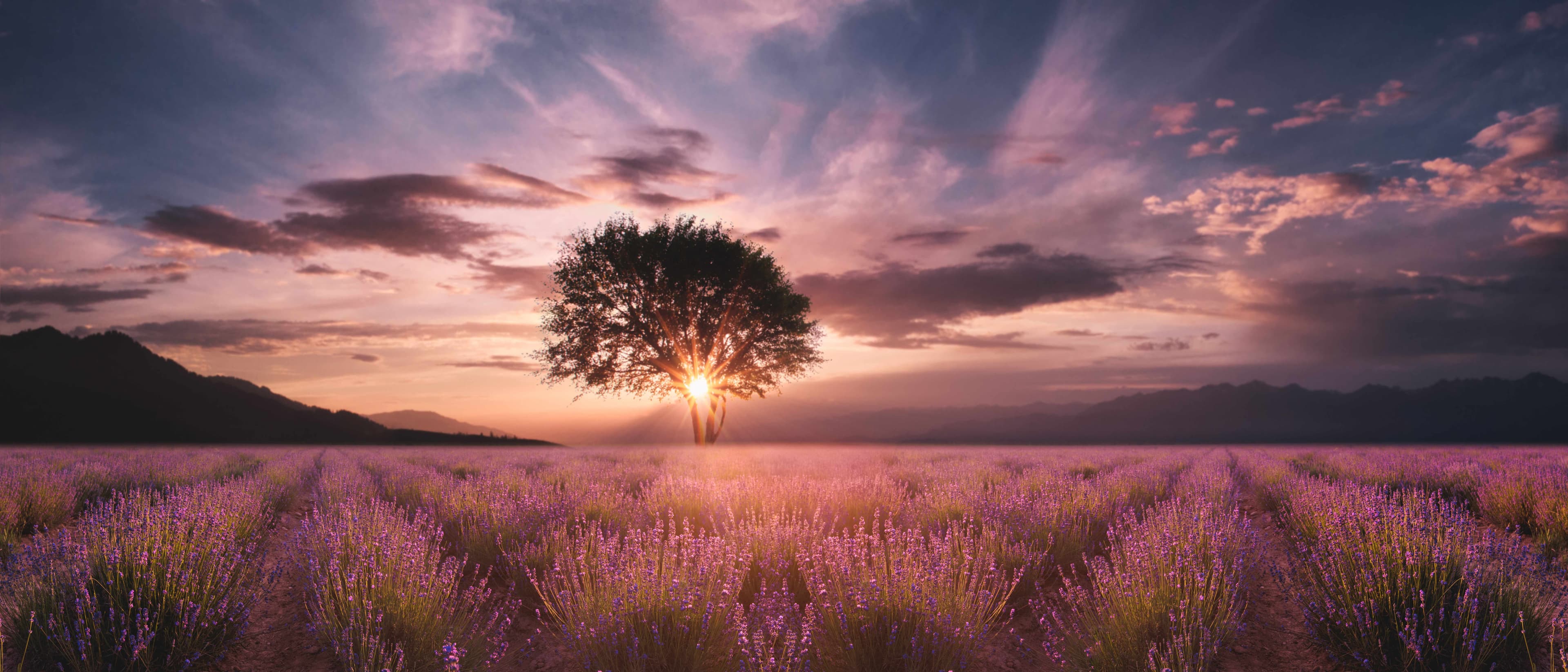 Field