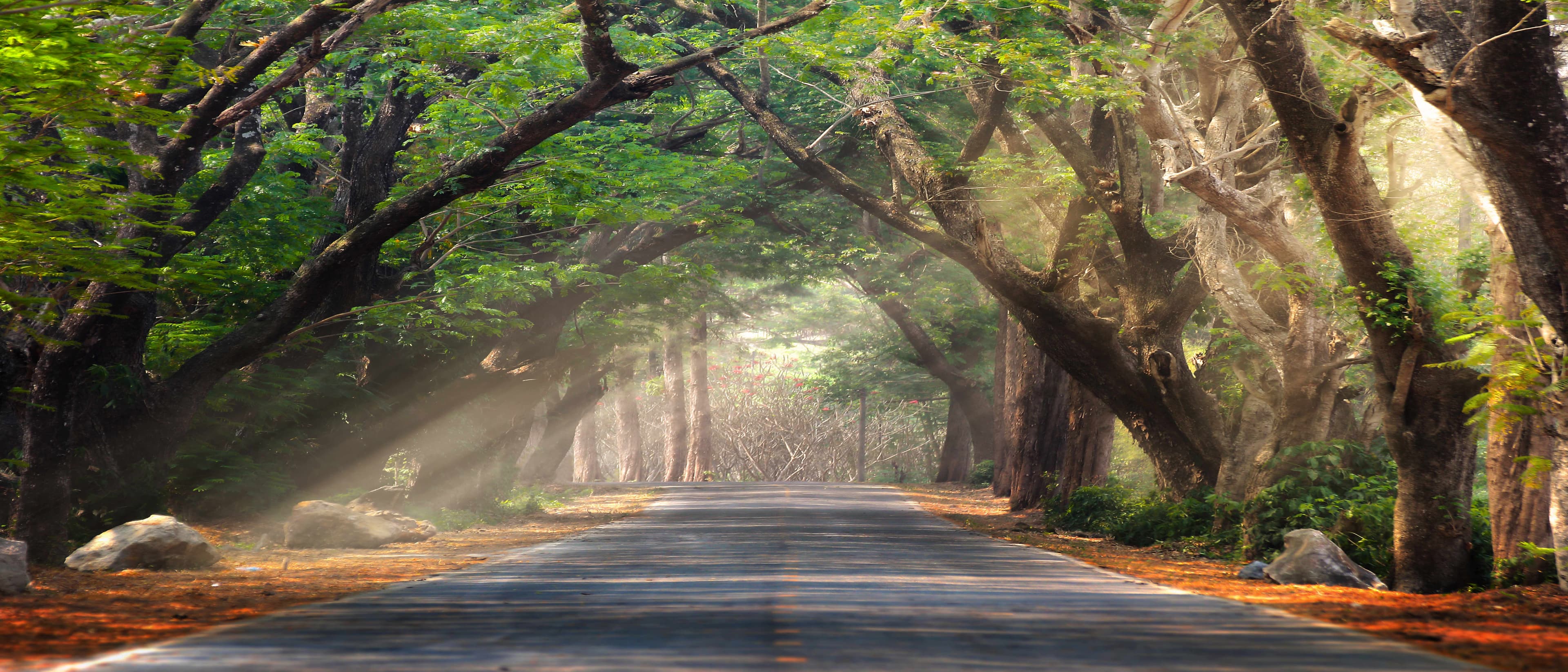 Forest