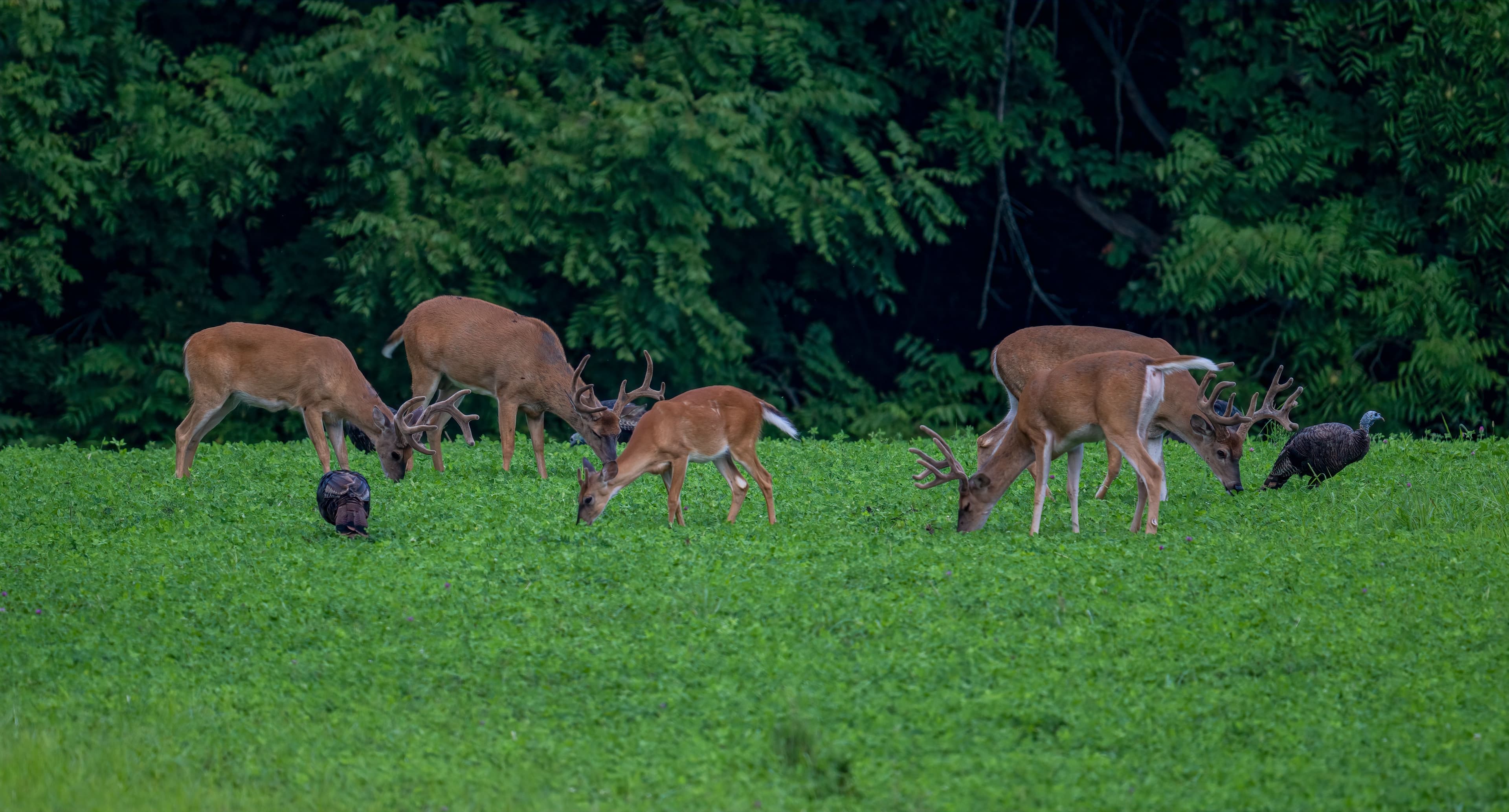 Deer
