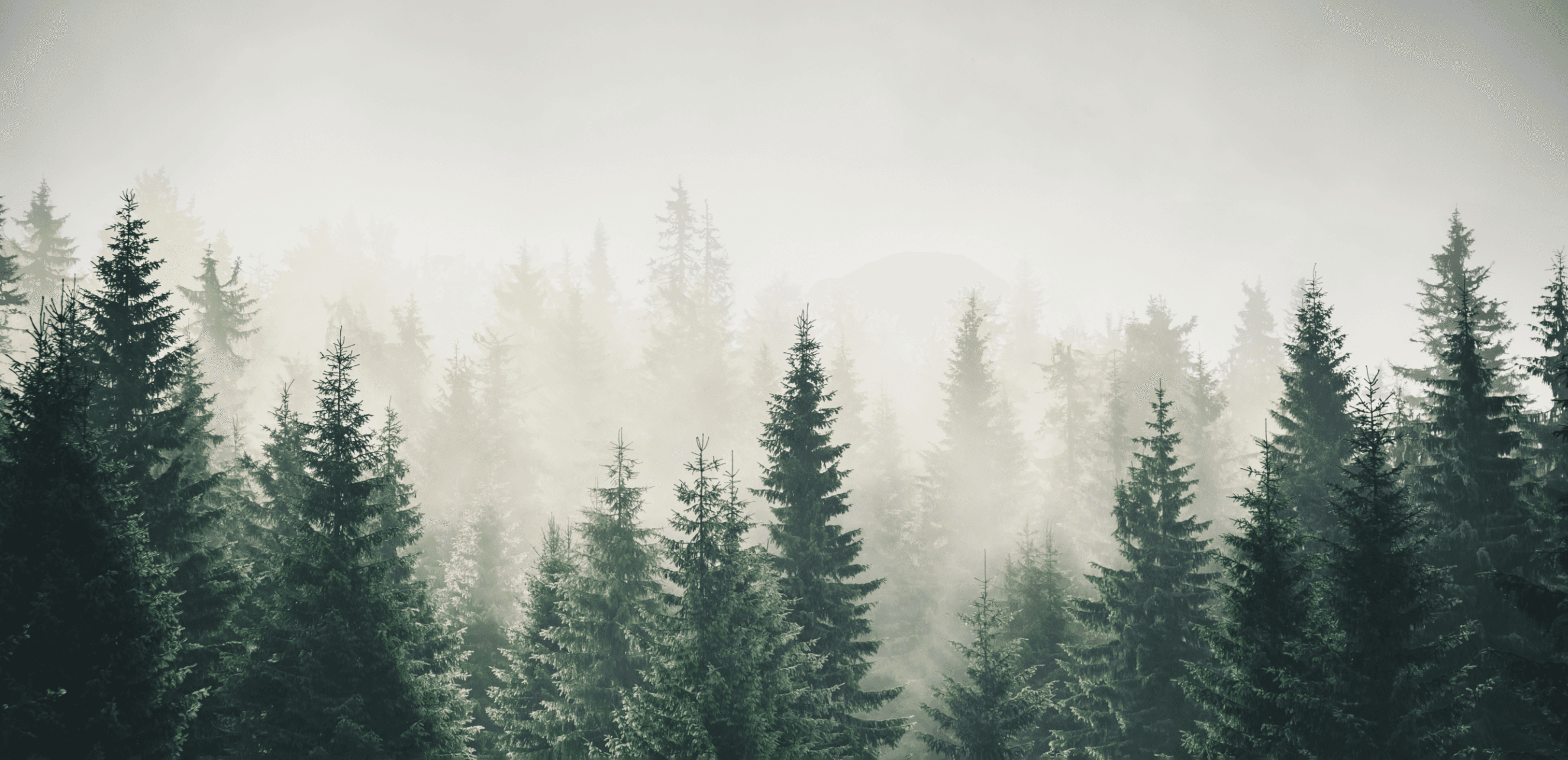 Pine Trees